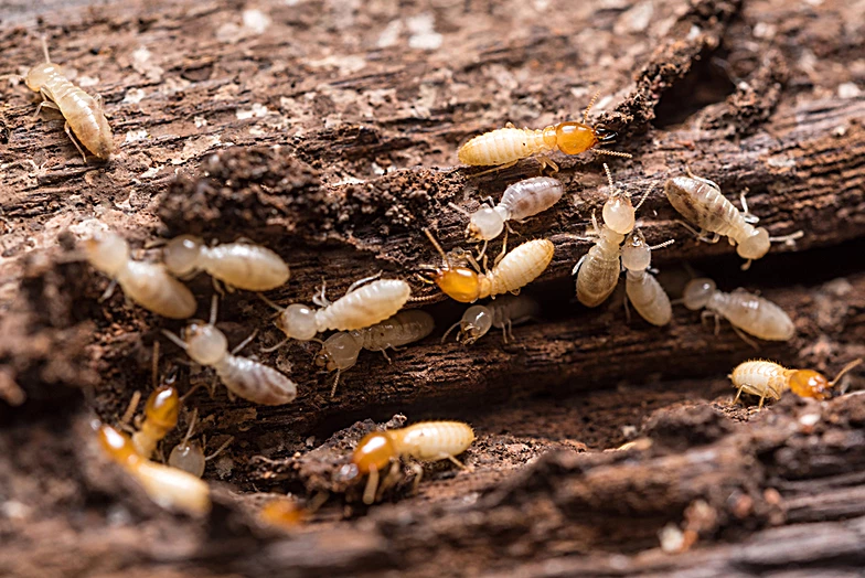 Anti-Termite Treatment